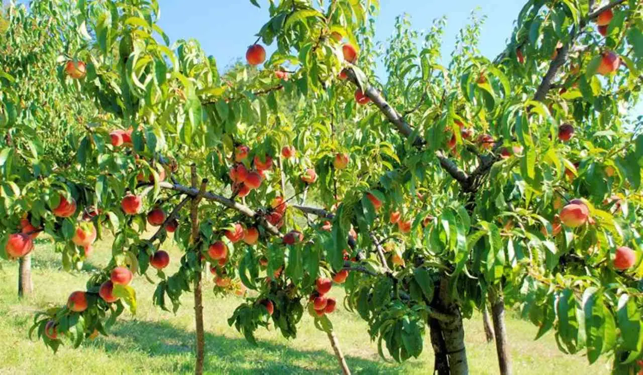 Piantare alberi da frutto ad agosto: ecco quali scegliere per un raccolto garantito