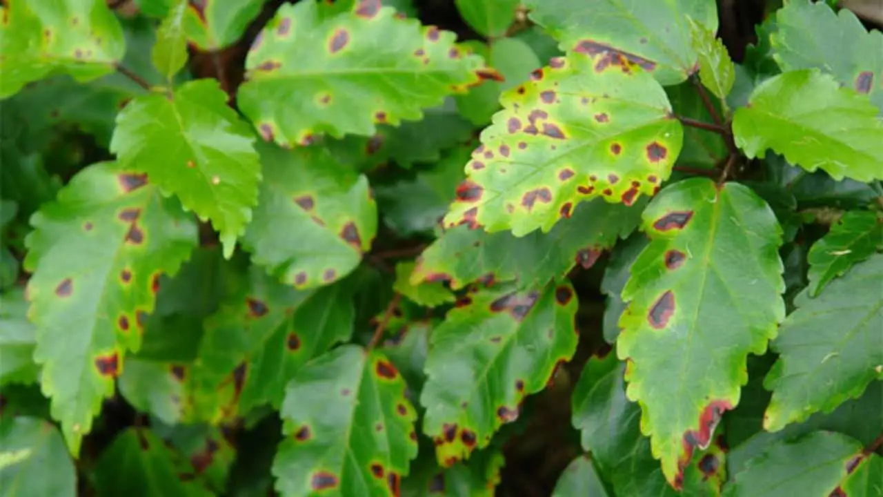 Non usare il solfato di potassio in questo momento: rischi di bruciare le piante