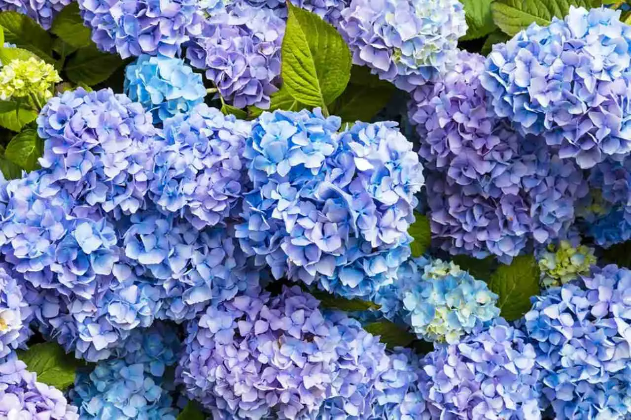 Cerchi fiori blu spettacolari e rari? Ecco quali sono e come coltivarli